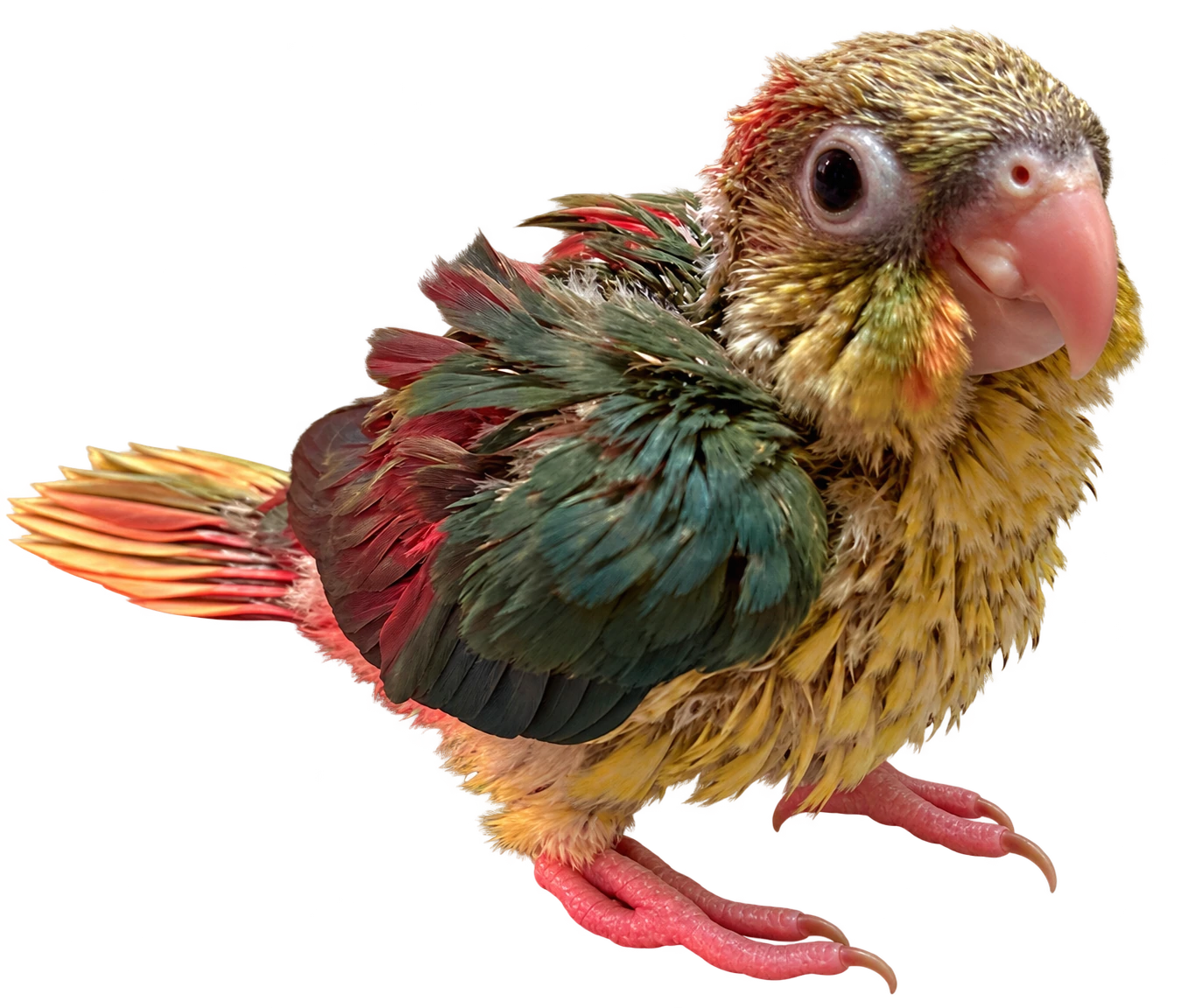 Sunny, a small green-and-yellow bird with a rosy tail and visible pink feet.